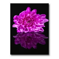 Сингл виолетова хризантема цвет на црно рефлексија сликање на платно уметничко печатење