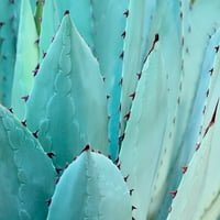 Marmont Hill Cactus Canvas wallидна уметност