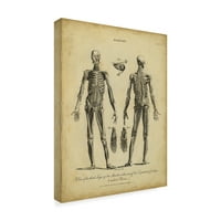 Заштитена марка ликовна уметност „Студија за анатомија II“ платно уметност од Вилкс